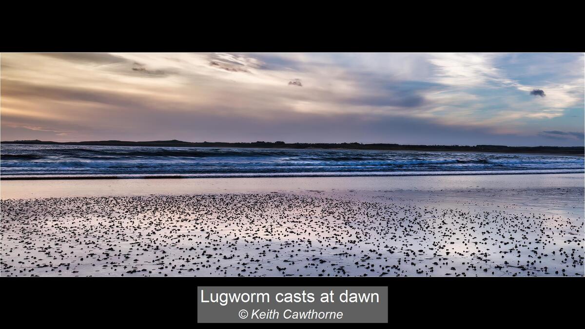 05_Lugworm casts at dawn_Keith Cawthorne